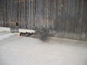 bild (6)